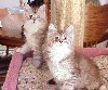 Pretty In Pink